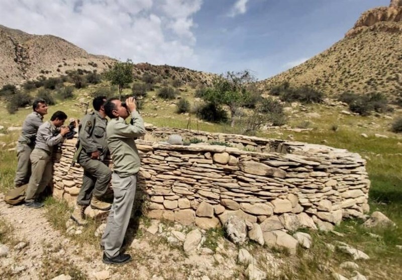 شکارچیان ۸ رأس قوچ و میش وحشی در داورزن دستگیر شدند