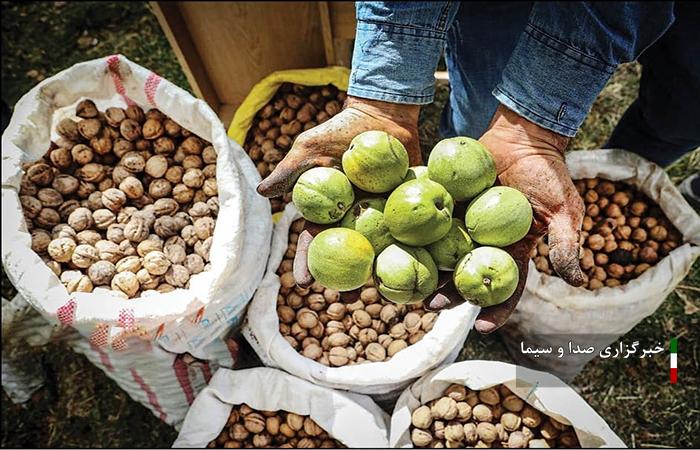 آغاز برداشت گردو در شهرستان سلسله