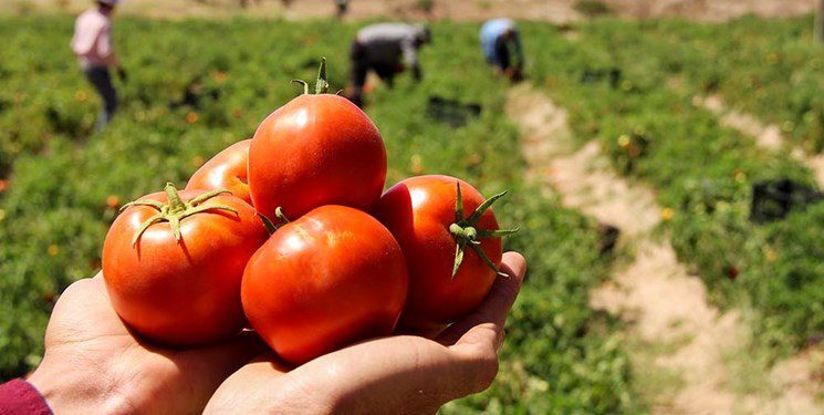 پایش مزارع کشت پاییزه گوجه‌فرنگی در دشتستان