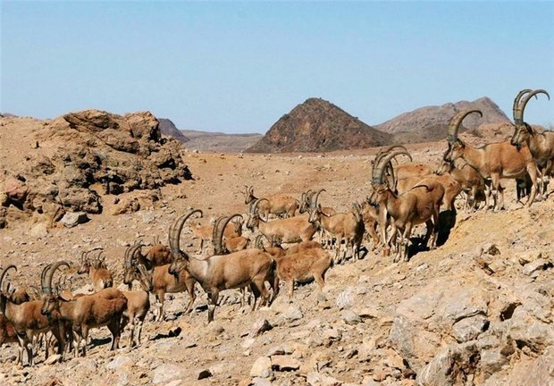 در گیری شکارچیان غیرمجاز با مأموران حفاظت محیط زیست شهرستان اردستان