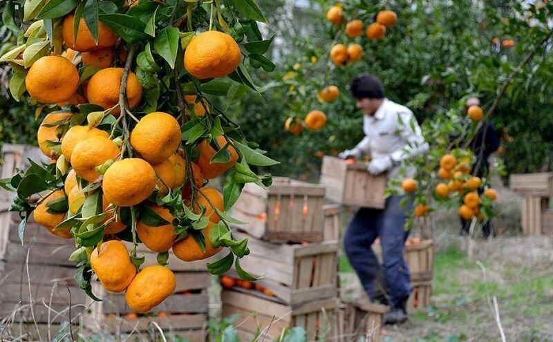 برداشت ۸۰ هزار تنی نارنگی از باغ‌های مازندران