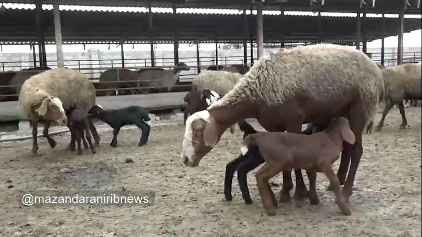 اجرای طرح ۴ قلو زایی دام‌های سبک در مازندران