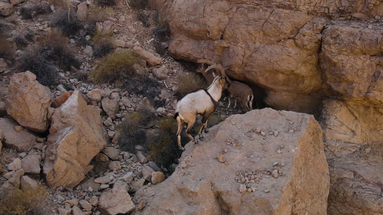 مشاهده بیش از هزار رأس گونه جانوری در سرشماری حیات وحش بافق