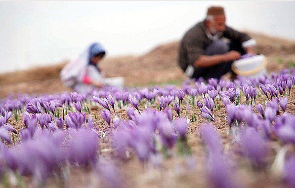 پیش‌بینی برداشت  ۳۵ تن محصول زعفران در خراسان جنوبی