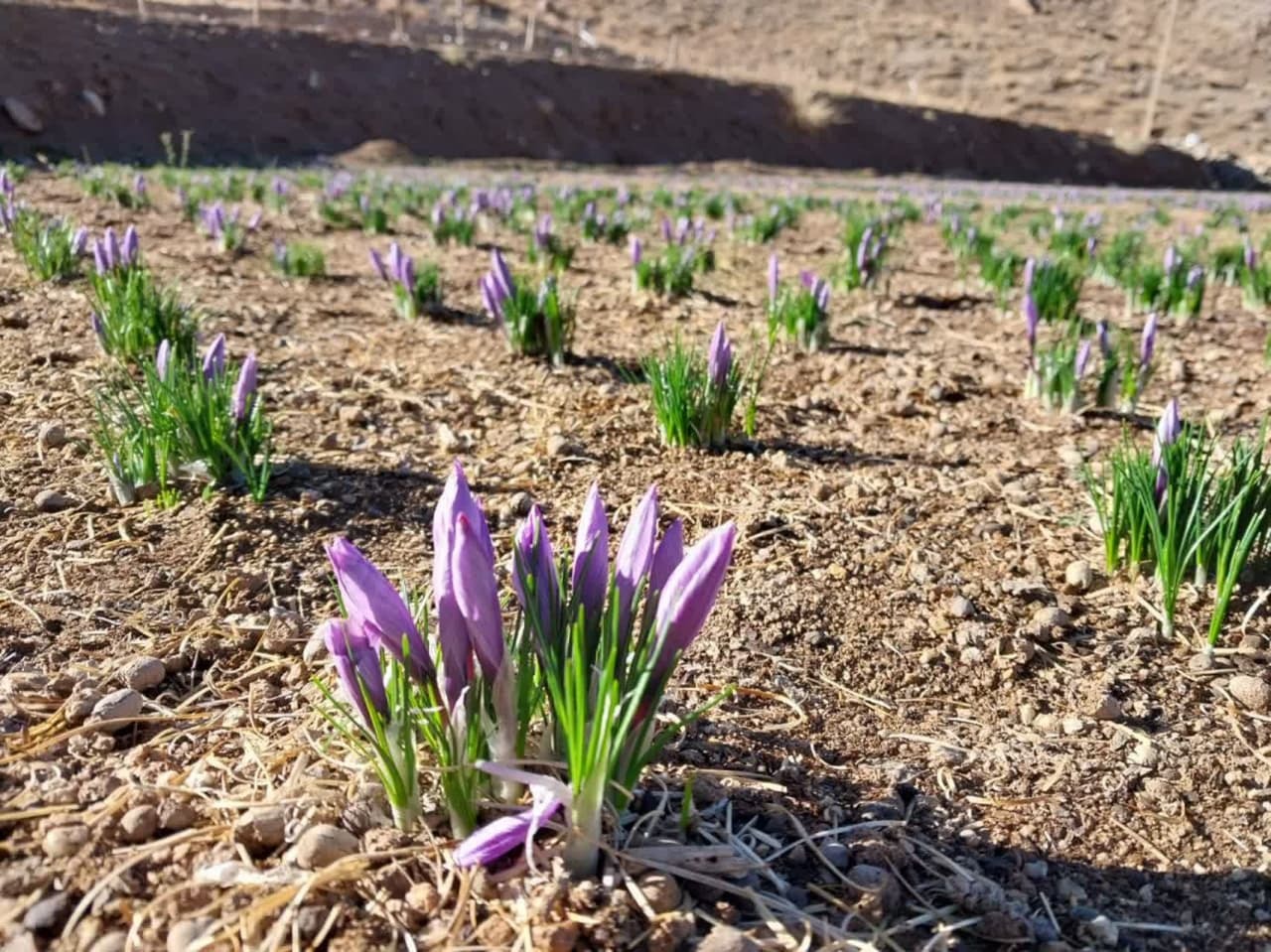 افزایش ۱۰ درصدی سطح زیر کشت زعفران در تفت 