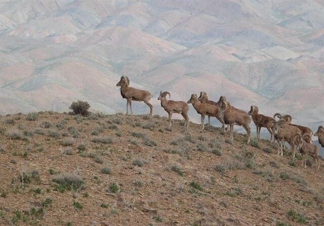 ۱۸ ماه حبس برای شکارچی غیرمجاز آهوان ایرانی در مه‌ولات