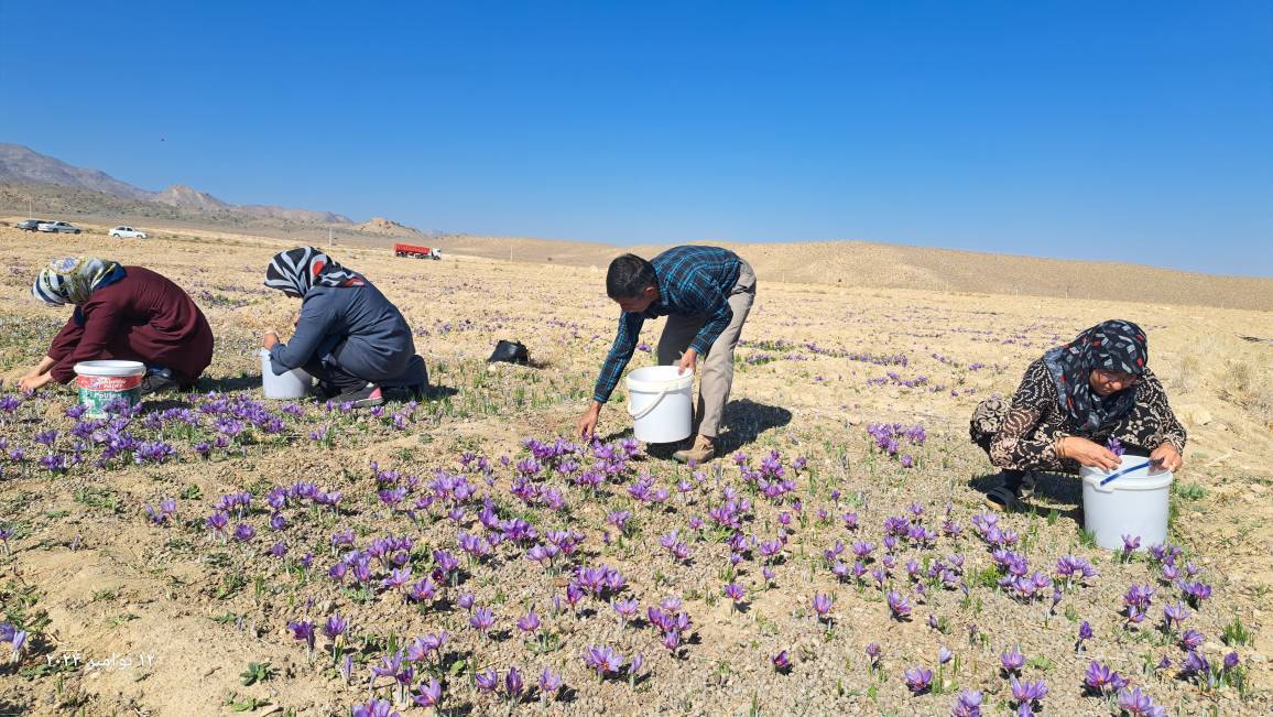 برداشت طلای سرخ از مزارع شهرستان نی ریز