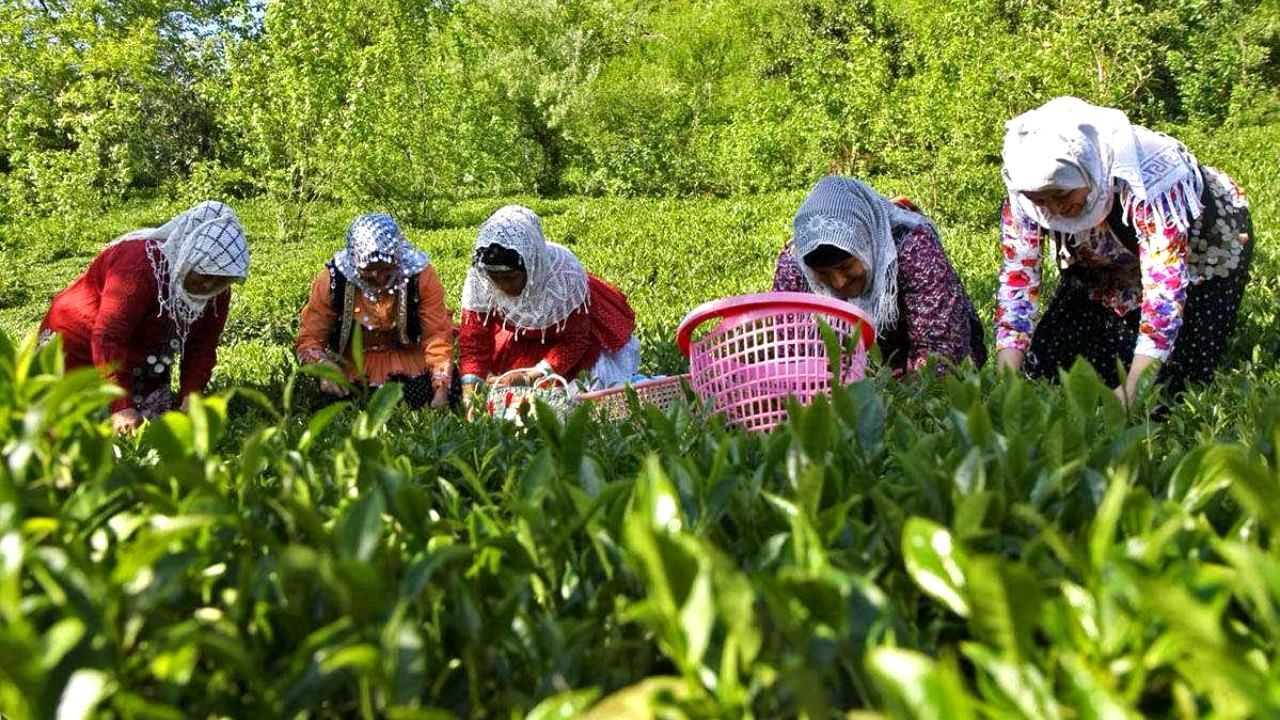 پرداخت ۳۳ میلیارد تومان دیگر از مطالبات چایکاران شمال کشور