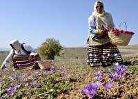 کسب درجه ممتاز برای محصول زعفران گیلان