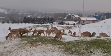 پایگاه خبری نجوا