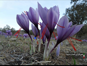 برداشت زعفران از مزارع شهرستان دزپارت