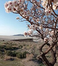 زنده شدن طبیعت در جزایر پارک ملی دریاچه ارومیه