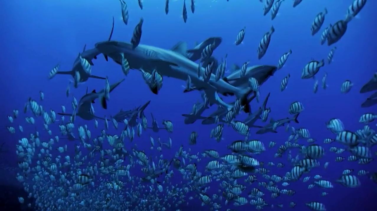 مروری بر مستندهای شبکه مستند مروری بر مستندهای شبکه مستند