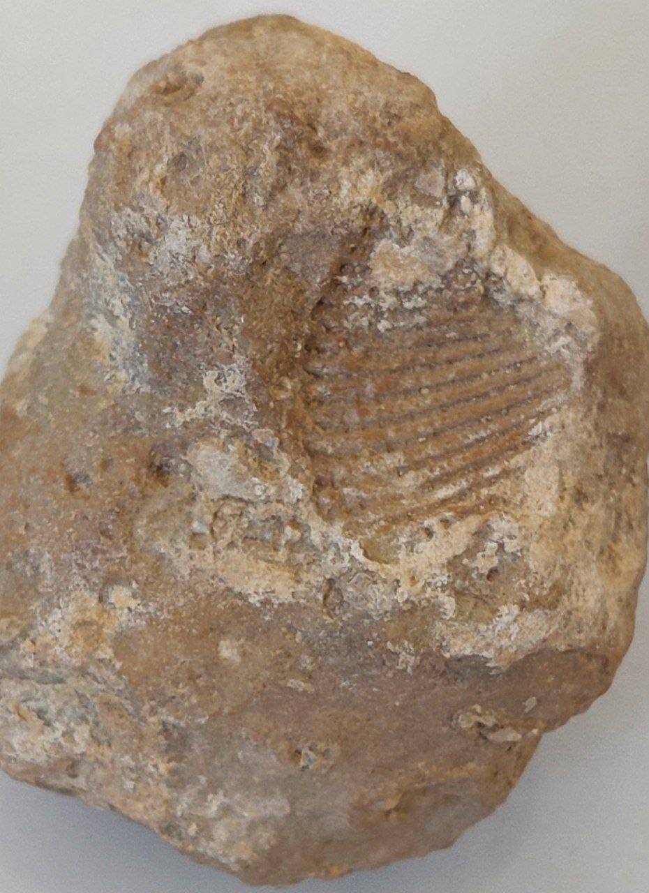 شناسایی چهار دشت فسیلی در ششتمد شناسایی چهار دشت فسیلی در ششتمد