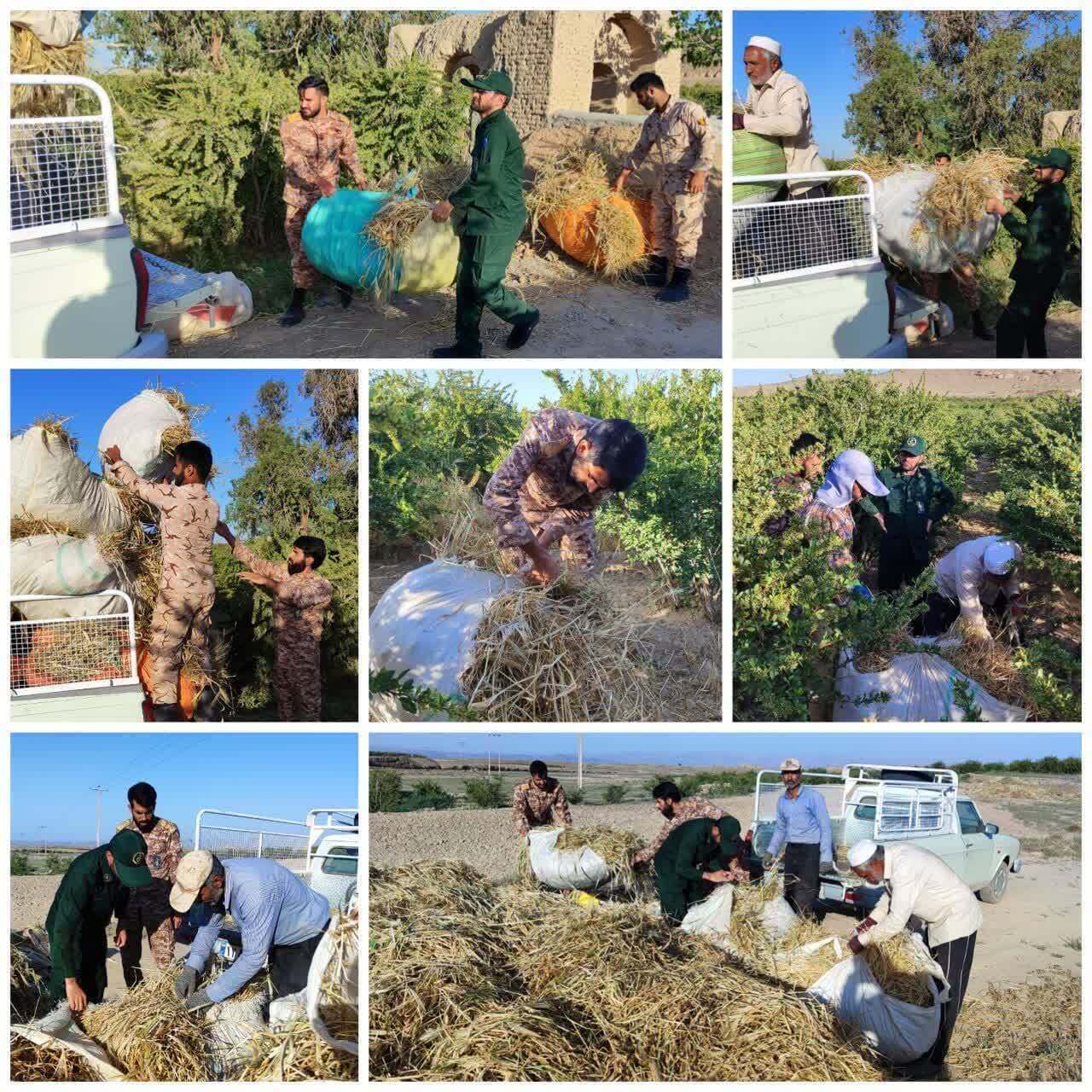 مشارکت ۱۶۶ گروه جهادی در جمع آوری محصولات کشاورزی خراسان جنوبی مشارکت ۱۶۶ گروه جهادی در جمع آوری محصولات کشاورزی خراسان جنوبی