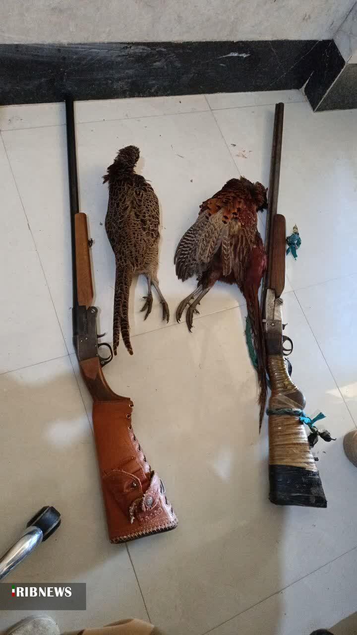 دستگیری دو متخلف شکار غیرمجاز قرقاول در سملقان دستگیری دو متخلف شکار غیرمجاز قرقاول در سملقان