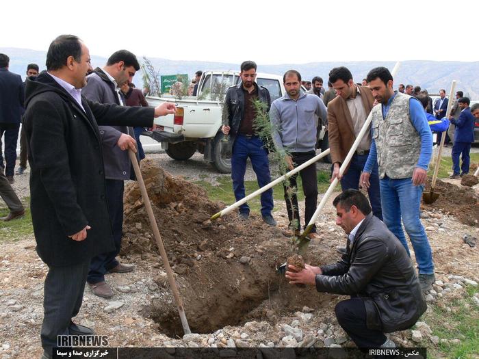 شهروند خبرنگارحسن امرایی / شهرستان رومشکان: اداره مناطع طبیعی شهرستان رومشکان ۵ اسفند ۹۵ با همکاری شهرداری شهر چغابل 2000 نهال در ورودی این شهر کاشت.