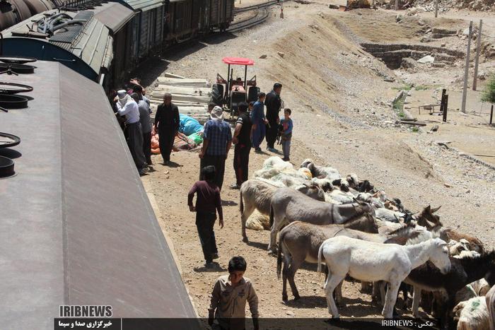 کوچ بهاره عشایر شرق لرستان به سمت مناطق ییلاقی استان 