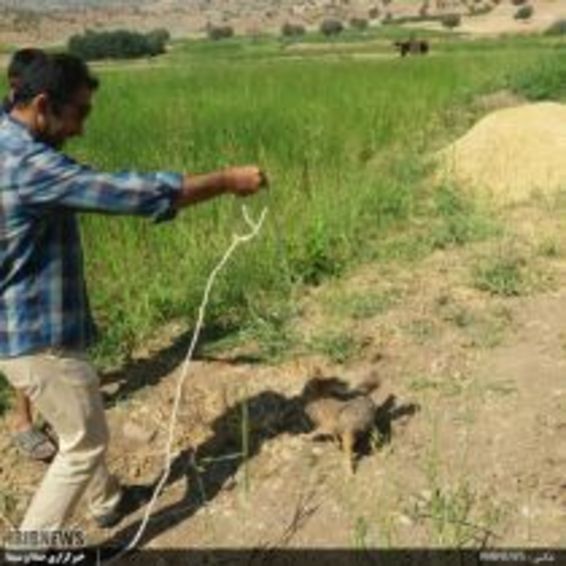 نجات یک قلاده روباه از چاه در شهرستان چگنی