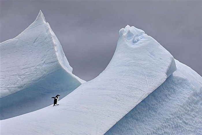 «آنتارکتیکا»، (Antarctica)_ مشغول عبور از قطب جنوب بودم تا این که این پنگوئن توجه من را به خود جلب کرد.