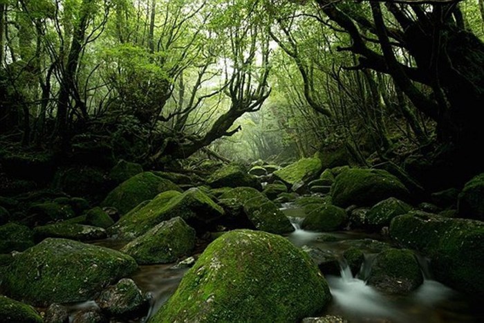 «یاکوشیما»، (Yakushima)، ژاپن_یاکوشیما جزیره‌ای پر از جلبک‌های زیبا و آب است.