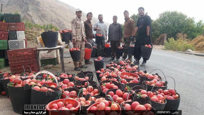 چیدن انار در بزرگترین انارستان متمرکز کشور  تنگ سیاب