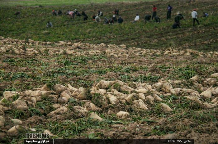 کام تلخ چغندر کاران لرستان با تحویل نشدن محصولشان به کارخانه