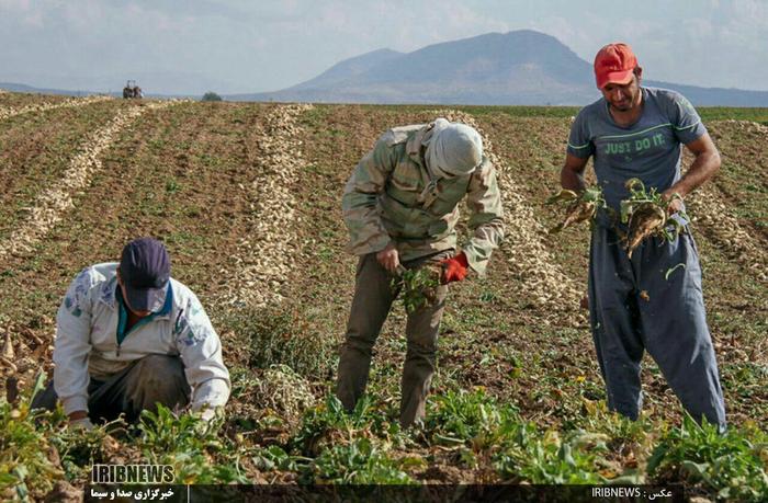 کام تلخ چغندر کاران لرستان با تحویل نشدن محصولشان به کارخانه