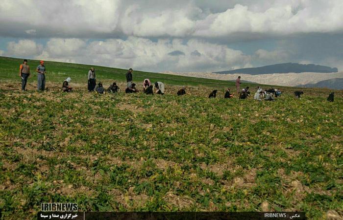 کام تلخ چغندر کاران لرستان با تحویل نشدن محصولشان به کارخانه