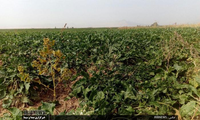 کام تلخ چغندر کاران لرستان با تحویل نشدن محصولشان به کارخانه