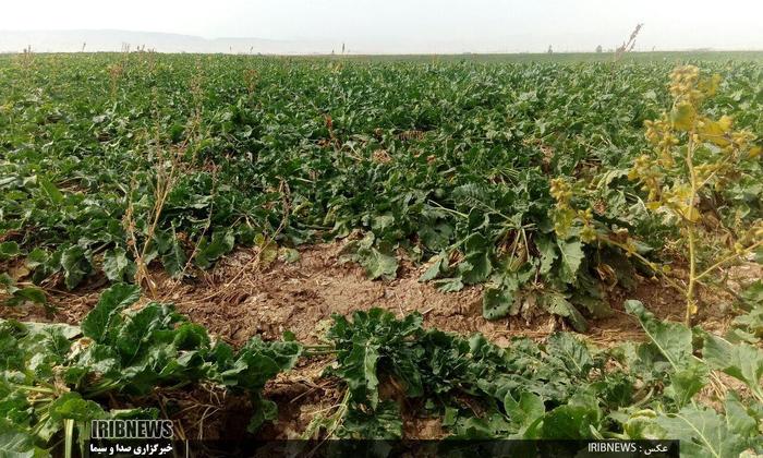 کام تلخ چغندر کاران لرستان با تحویل نشدن محصولشان به کارخانه