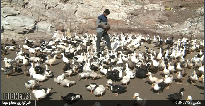 
پرورش مرغابی ،کاری سودآور و اشتغالزا
حاشیه روخانه سیمره شهرستان کوهدشت مکان مناسب برای پرورش مرغابی است.