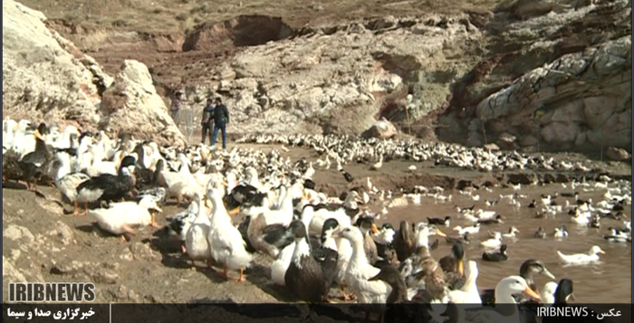 
پرورش مرغابی ،کاری سودآور و اشتغالزا
حاشیه روخانه سیمره شهرستان کوهدشت مکان مناسب برای پرورش مرغابی است.