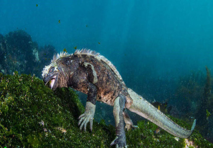 «ایگوانا دریایی» موجودی است که تنها در آب‌های ساحلی جزیره «گالاپاگوس» یافت می‌شود.