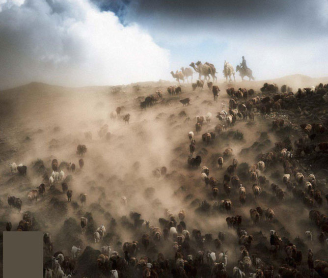  چوپانی که گله ای از شتر، گوسفند و گاوهایش را به سوی مرتعی جدید در سین کیانگ چین هدایت می کند