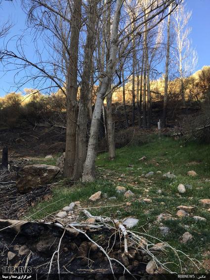 سوزاندن درختان دره دزدان منطقه ده پیر

عکس: شهروند خبرنگار