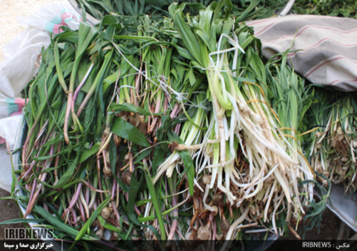 با فرارسیدن بهار بازار با گیاهان خوراکی- دارویی بومی منطقه زاگرس عطرآگین می‌شود