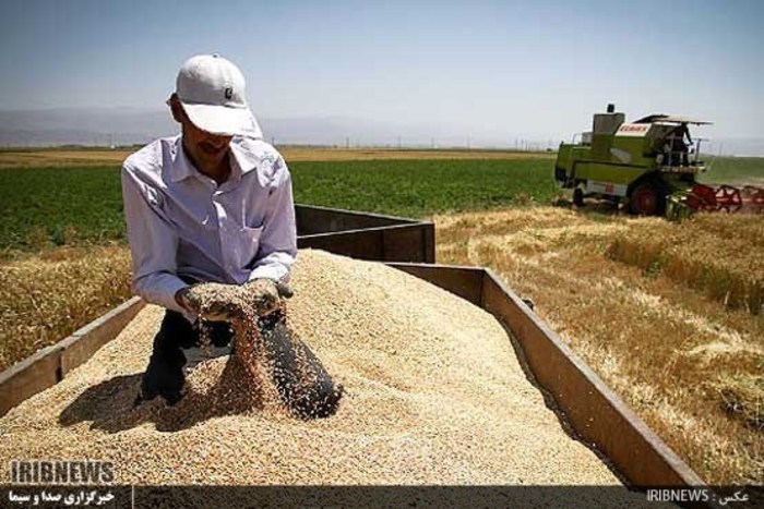 لرستان قطب تولید غلات کشور
پیش بینی برداشت 450 هزار تن دانه طلایی در لرستان
