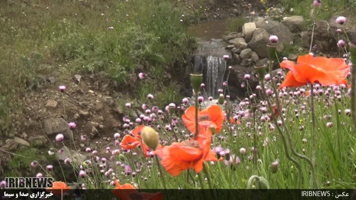 دشت زیبای شقایق 27 کیلومتری جاده خلخال به اسالم