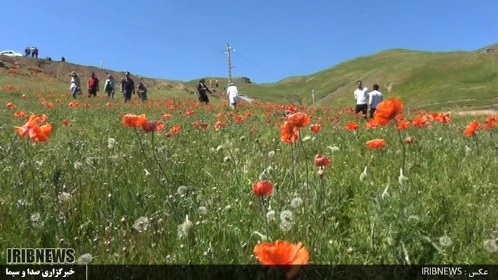 دشت زیبای شقایق 27 کیلومتری جاده خلخال به اسالم