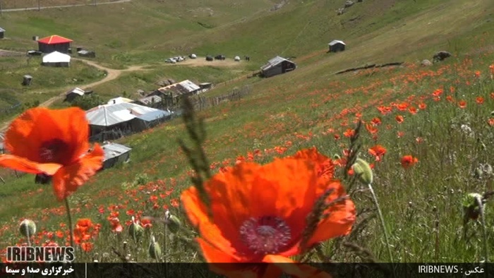 دشت زیبای شقایق 27 کیلومتری جاده خلخال به اسالم