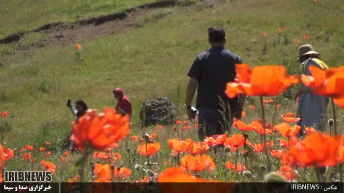 دشت زیبای شقایق 27 کیلومتری جاده خلخال به اسالم