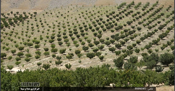 برداشت زرد آلو در روستای مروک شهرستان دورود