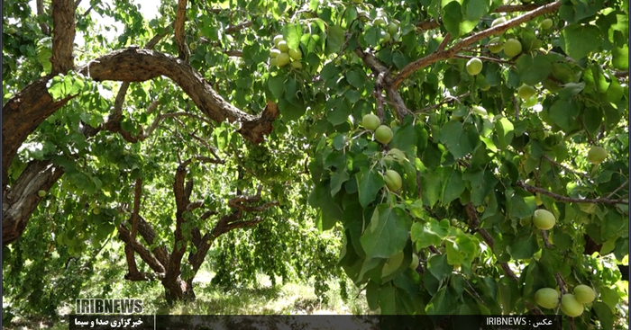 برداشت زرد آلو در روستای مروک شهرستان دورود