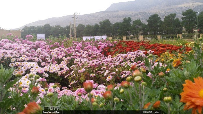 نمایشگاه 500 نوع گل داودی / خرم آباد