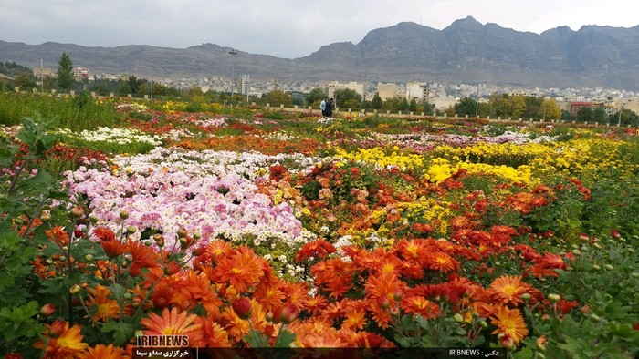 نمایشگاه 500 نوع گل داودی / خرم آباد
