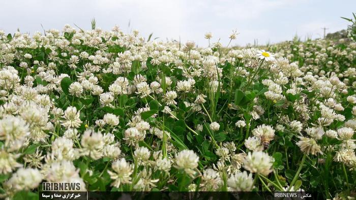 طبیعت زیبای مخملکوه خرم آباد و تالاب ازگن شهرستان دورود

عکاس: حسین میرزایی