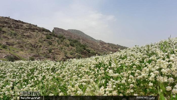 طبیعت زیبای مخملکوه خرم آباد و تالاب ازگن شهرستان دورود

عکاس: حسین میرزایی