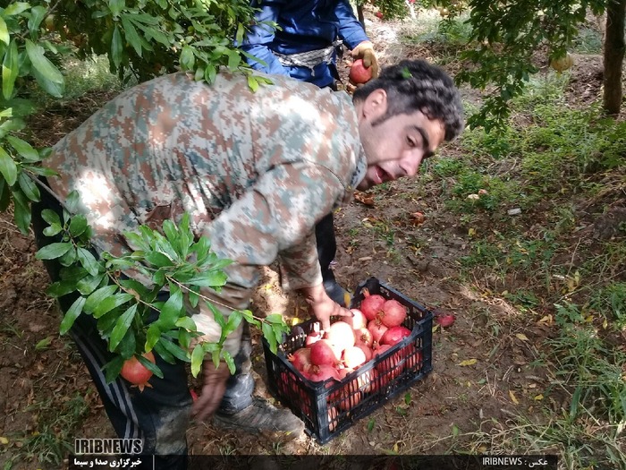 چیدن انار از متمرکزترین انارستان کشور در کوهنانی

عکس: روح الدین طرحانی نژاد