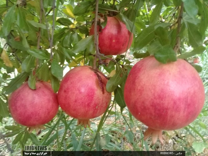 چیدن انار از متمرکزترین انارستان کشور در کوهنانی

عکس: روح الدین طرحانی نژاد